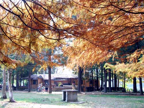 낙우송과 메타세콰이어 뒤쪽으로 흙집이 보이네요. 한 동안 머무르고 싶은 풍경입니다. 남이섬에 가시면 볼 수 있습니다. 담양에서 순창으로 가는 국도변도 끝내줍니다. 